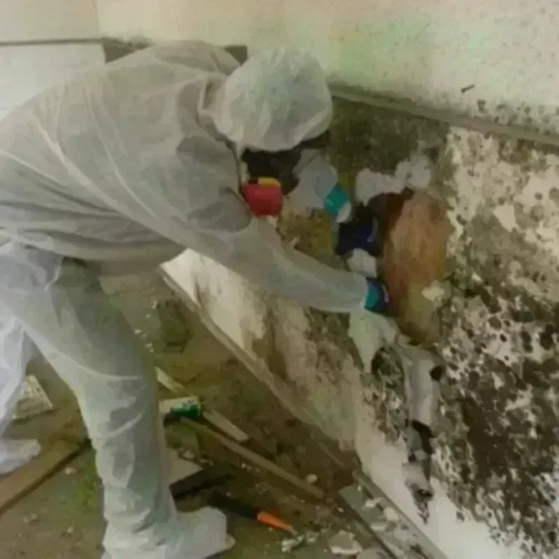 Mold Remediation and Removal in Dixon, CA